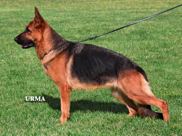 V Arianna vom Mittelwest