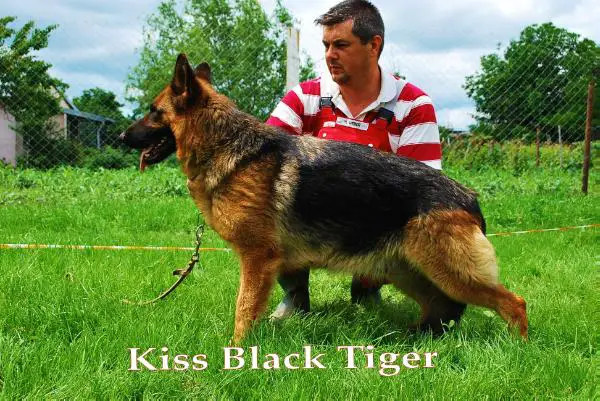 Kiss Black Tiger
