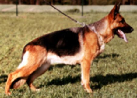 Niki vom Delta force