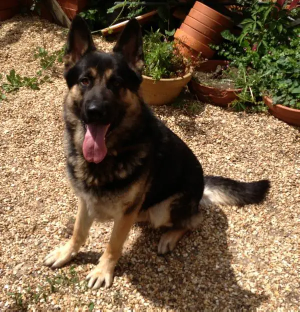 Limasmythe Rutland Rebel (AM3)