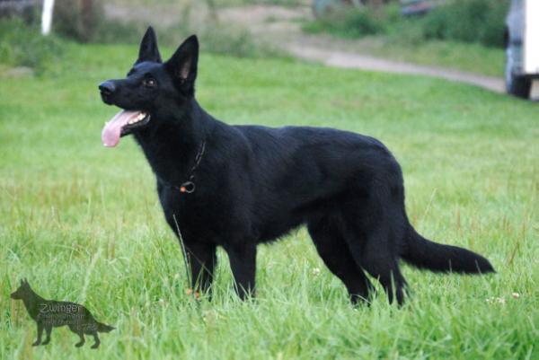 G Iwy vom Haus Kohlgrund