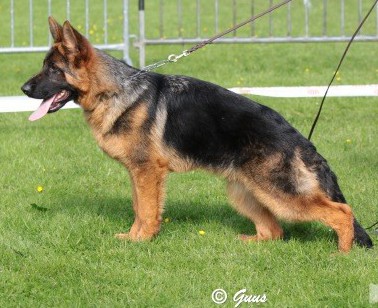 Gerfo Des Trois Fils Aymonds