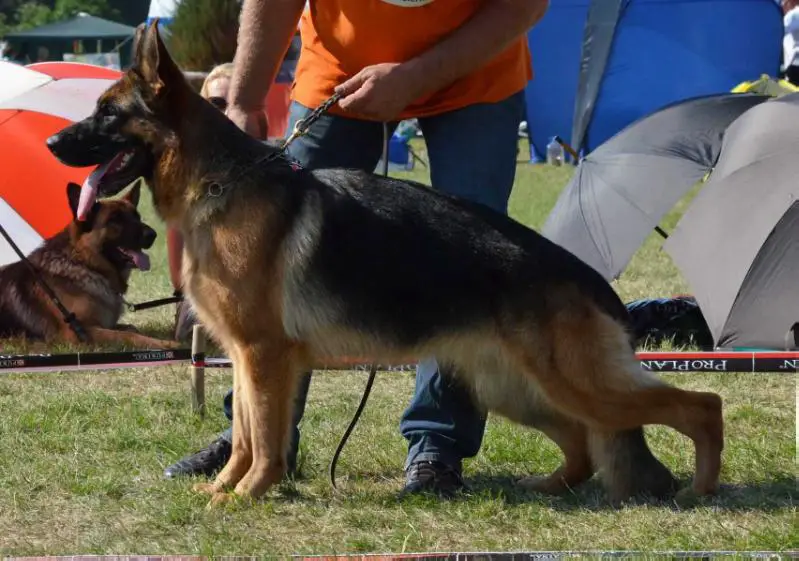 SG Rebecca Solo Rigoletto