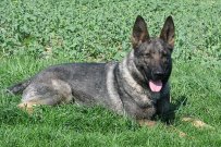 LAURA z Dvorakova sadu