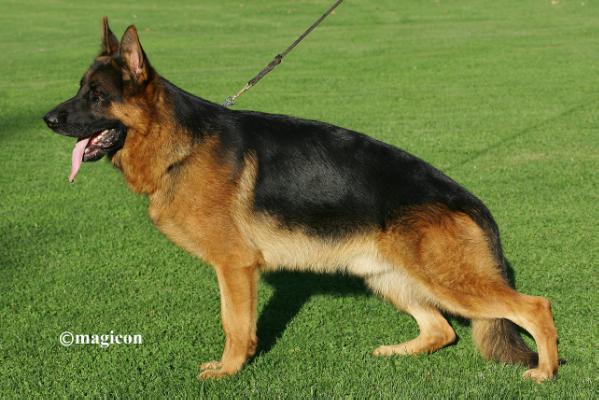 V Tiger von Aurelius