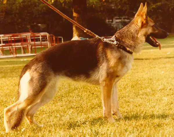 Dixie vom Hessenpark