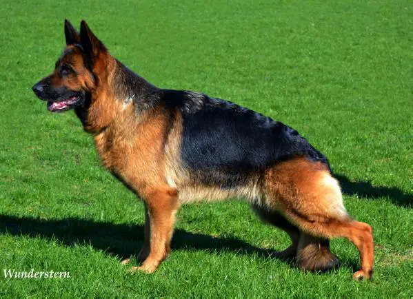 VA1 (4xVA) Seffe von Vierhundert Hertz