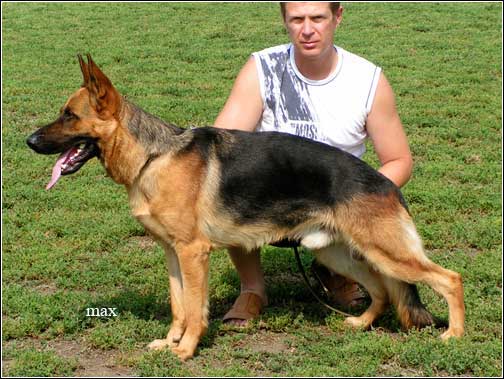 CH RUS Policeiskaya sobaka Ziger