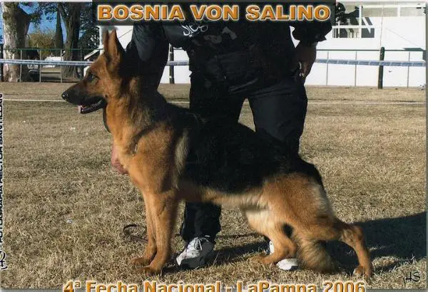 Bosnia Von Salino