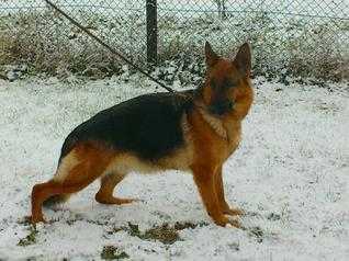 V Yanka vom Wolfstal