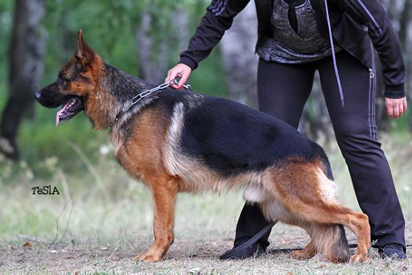 J.CH.RUS/ CH.RUS/ CH.RKF Marvil Junion Juventus