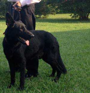 Yale Juggernaut Vom Brewer