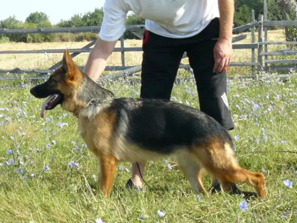 RJCH yinga del frutteto