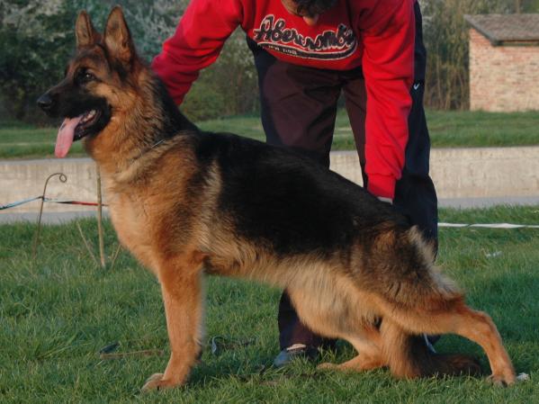 SG Questa von Panoniansee