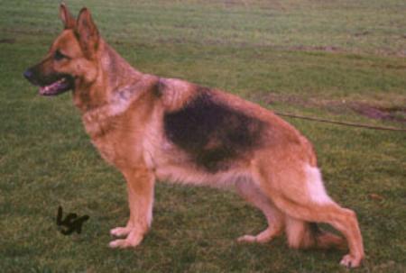 Yvonne vom Fiemereck