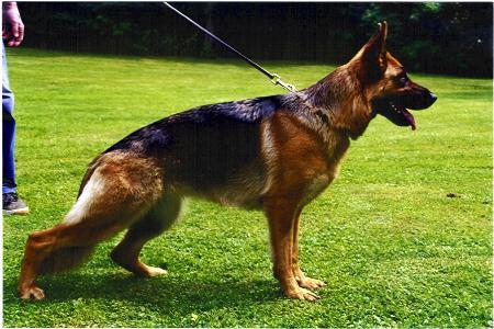 V Xanti vom Fürstenberg