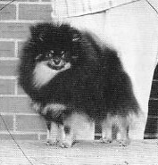 AM CH Nola's Joshua Fudge