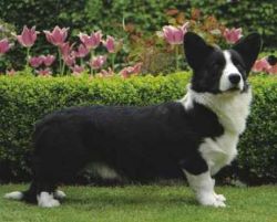 Beckrow Brenning with Pemcader