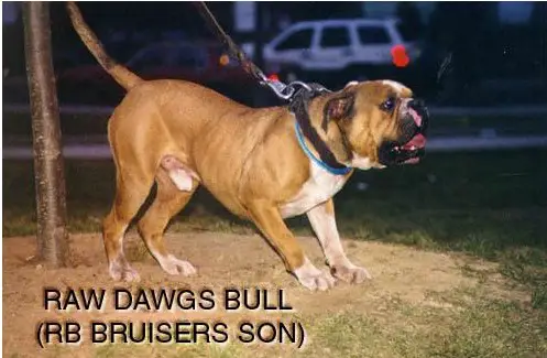 Raw Dawg's Bull
