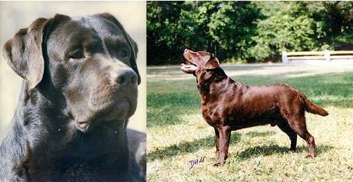 INT, CH RUS, LAT, LI Stanley of Lucifers Delight