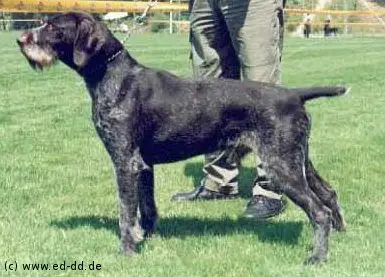 Darko vom Oechtringer-Forst