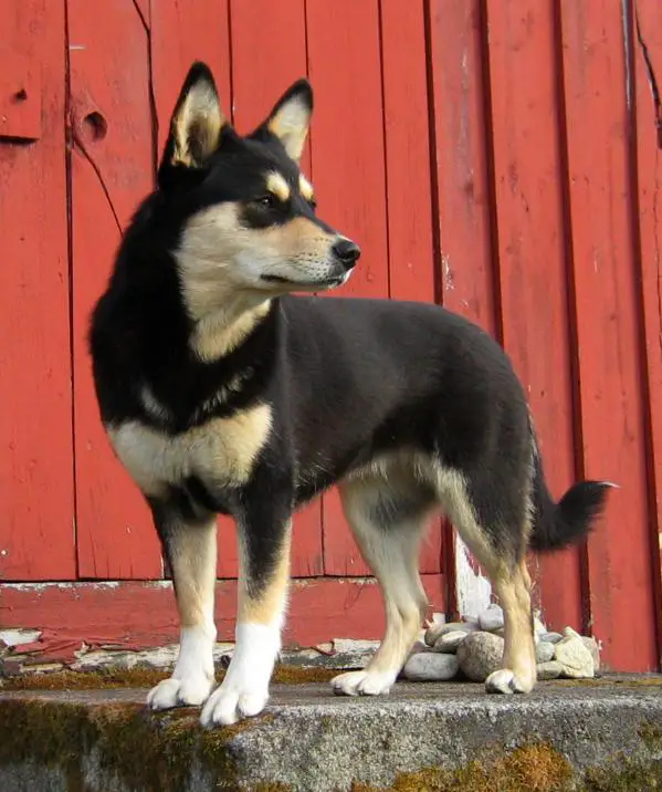 N UCH Fjällfarmens Oidi