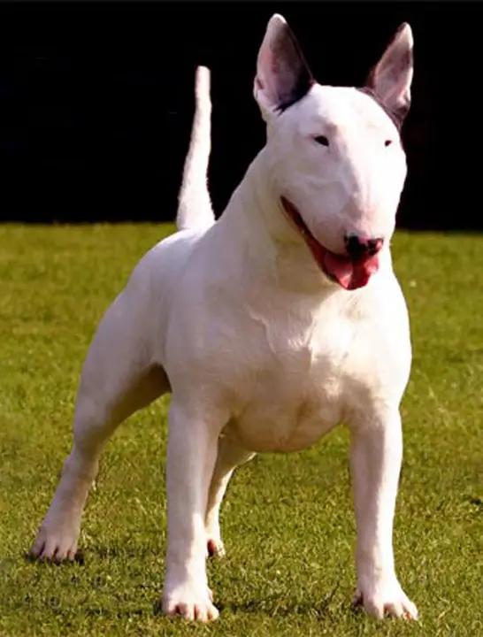 CH UK Bullbrit Little Big Horn at Bullyview