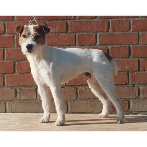 Bullet of the Ratpack