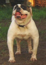 Moreno's Anvalhead Jackie