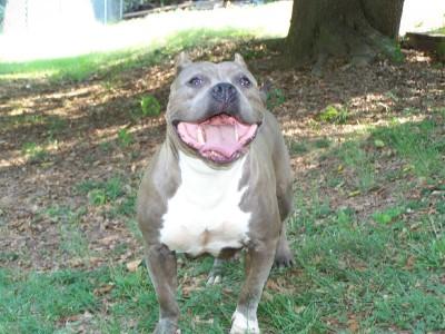 Bullseye Blaze Of Razen Kane