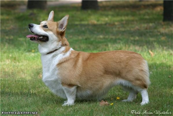 RU (CH, JCH) RKF CH Koketka Djenestra