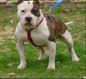 Razors Edge Big Baloo