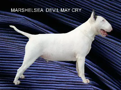 Marshelsea Devil May Cry