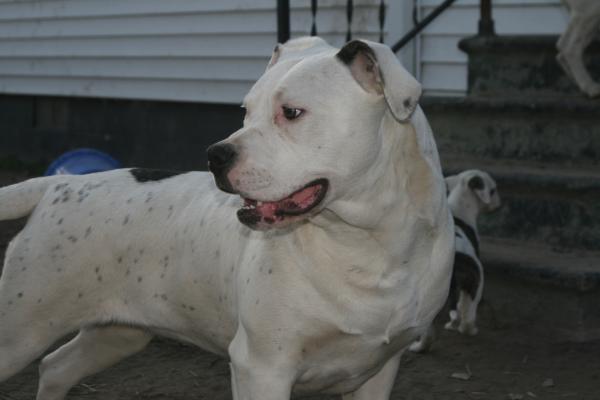 CH Choptank's Haven Sent of KH