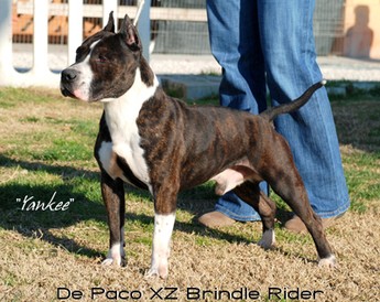 De Paco XZ Brindle Rider