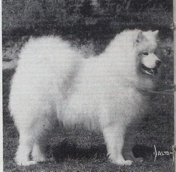 GREAT BRITAIN CH. Krishe Khloe Of Nikara