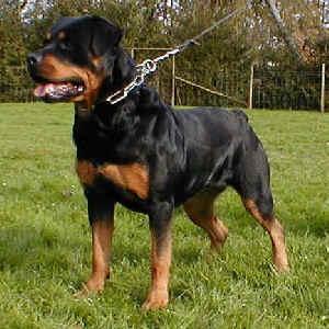 Dunja vom Oeterkotten