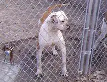 Holloway's Dick the Bruiser 3 ( Holloway's Bulldog )