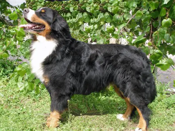 JCH UA Sennenhund Rossii Diamant