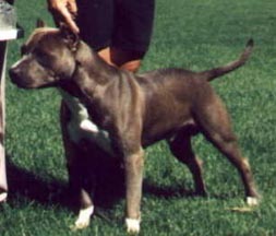 GRCH NCH 'PR' CNC's Bull Rock's Blue Baron