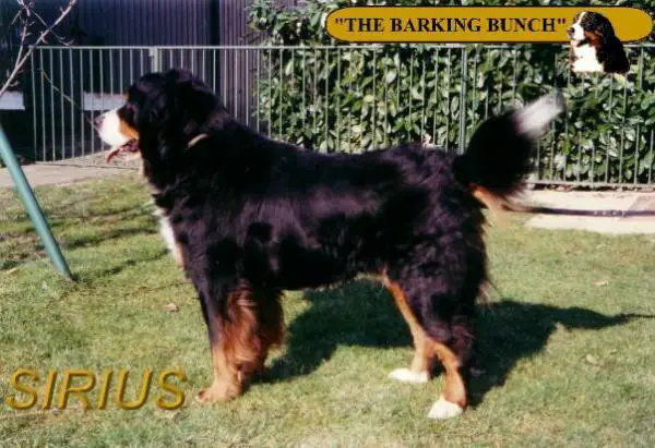 Sir Sirius From The Barking Bunch
