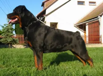 1XCAC, 2XRES.CAC Conny Vom Hause Fritz