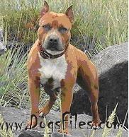 Astra S Almaznogo Ostrova