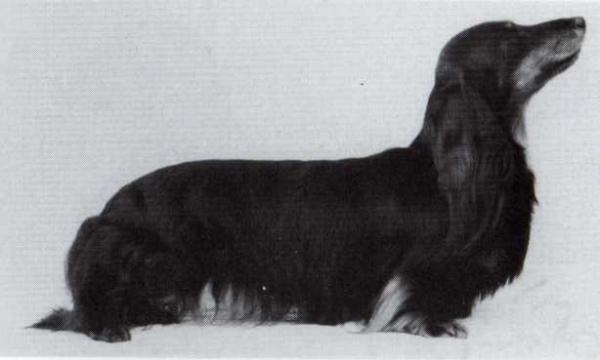 ENG CH Maudwne M'Lady Fudge