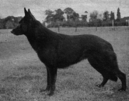 BSP Siegerin 1949 Gerda vom Beckotal