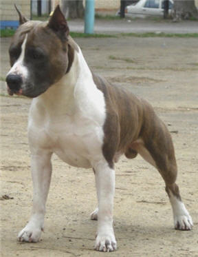 INT CH,7XCACIB,4XBOB Rey Skywoker