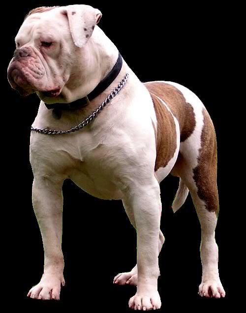 Bulls of Crown,s Doughboy of Freestyle