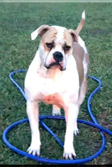 Hosfelt's Darlin Darla of BH