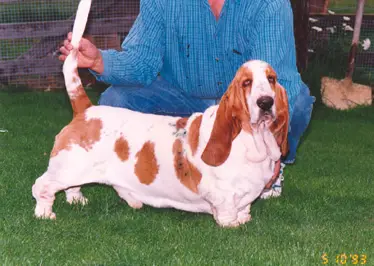 CH. Bassbarr o'Sullivan