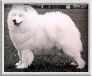 Zamoyski Lucky Casanova at Roybridge